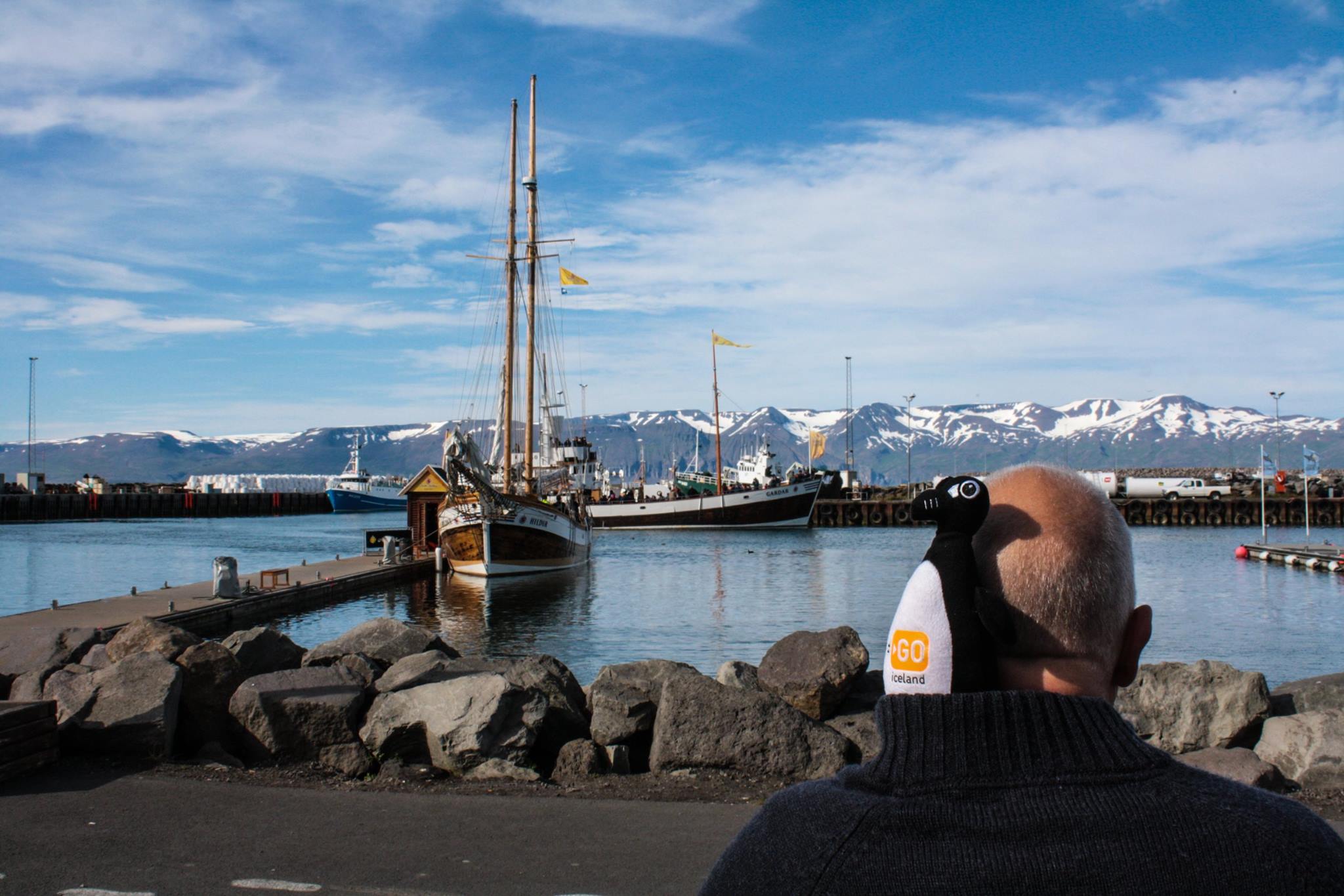 Auk GO Iceland plush in a man's sweater looking out at Reykjavik harbor