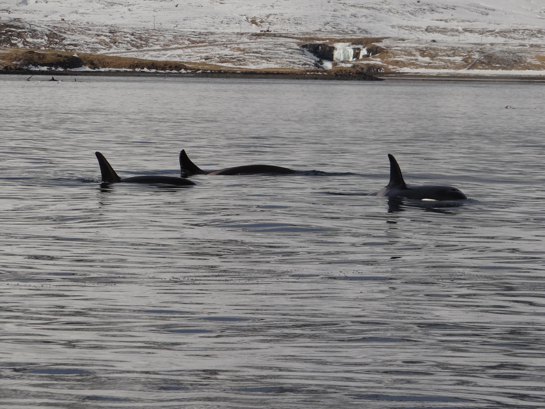 Killer whale watching in Iceland