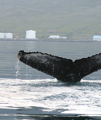 Whale watching in Neskaupsstaður