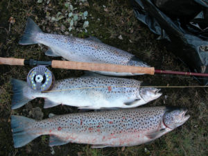 Sea trout fishing Iceland