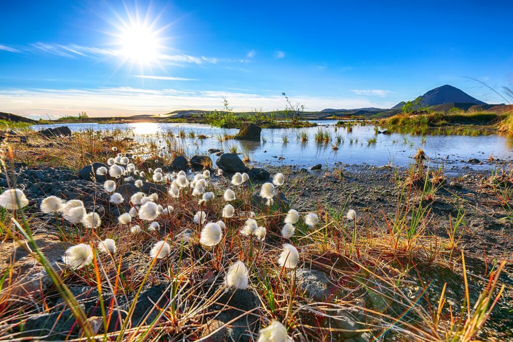White fluffy cotton flowers at Myvatn lake. Location: Myvatn region, North part of Iceland, Europe