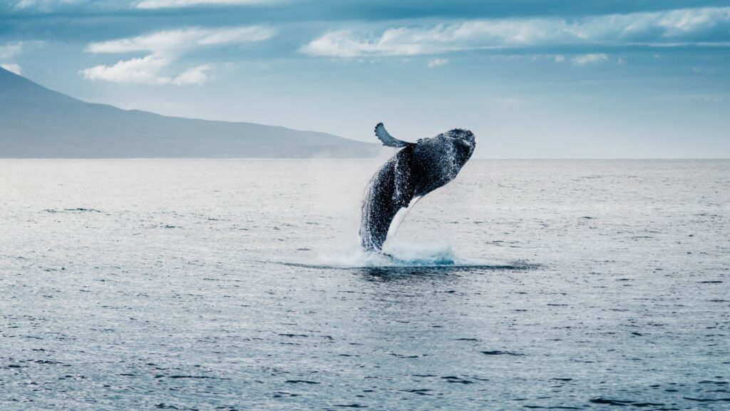 A humpback whale jumping above water on a whale-watching tour in Iceland.